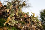 Opuntia ficus-indica