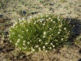 Dianthus volgicus. Цветущее растение в песчаной степи. Ульяновская обл., Николаевский р-н, урочище \"Акуловская степь\". 25.06.2007.