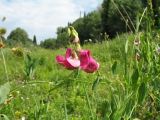 Lathyrus tuberosus