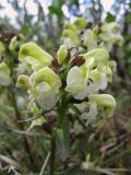 Pedicularis lapponica