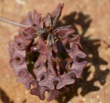 Hippocrepis multisiliquosa