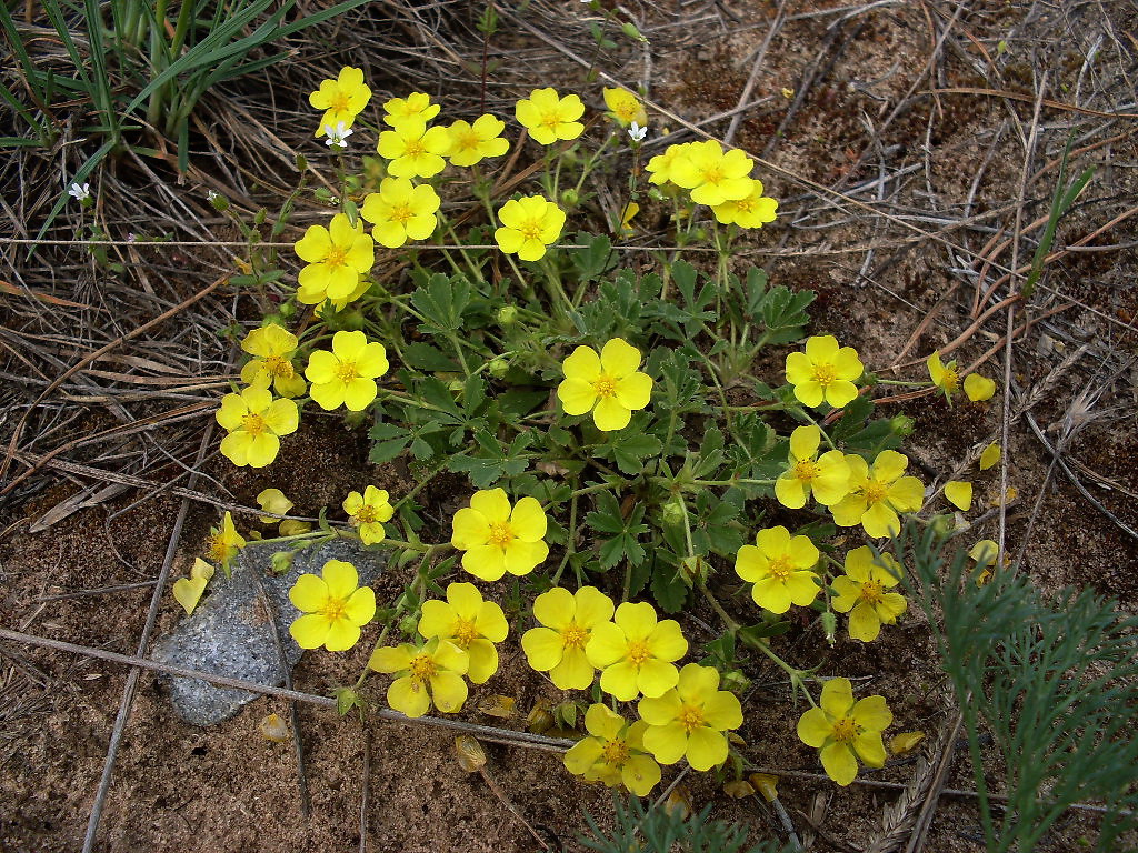 Изображение особи Potentilla incana.