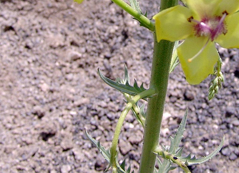 Изображение особи Verbascum nudicaule.