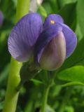 Baptisia australis