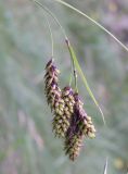 Carex paupercula. Недозрелые соплодия. Кабардино-Балкария, Зольский р-н, долина Джилы-Су. 27.07.2012.