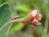 Cotoneaster melanocarpus. Цветок. Украина, г. Запорожье, о-в Хортица, скалистый берег. 26.06.2010.