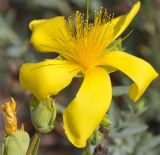 Hypericum olympicum