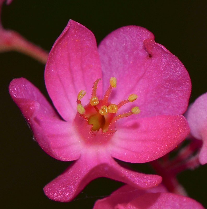 Изображение особи Antigonon leptopus.