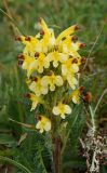 Pedicularis oederi. Соцветие. Иркутская обл., Слюдянский р-н, водораздел между р. Большая Быстрая и Малый Салбак. 04.07.2012.