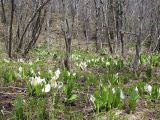 Lysichiton camtschatcensis