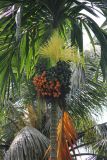 Areca catechu. Часть побега, соцветие и соплодия разной степени зрелости.Таиланд, провинция Краби, национальный парк Као Сок. 16.12.2013.