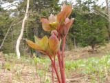 Paeonia obovata