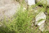 Equisetum arvense. Вегетирующее растение на галечном речном берегу в низкогорье. Краснодарский край, Сочи. 29.06.2014.