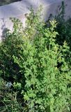 Cleome viscosa. Цветущее и плодоносящее растение. Андаманские острова, остров Хейвлок, в поселке у дороги. 31.12.2014.