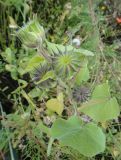 Abutilon theophrasti