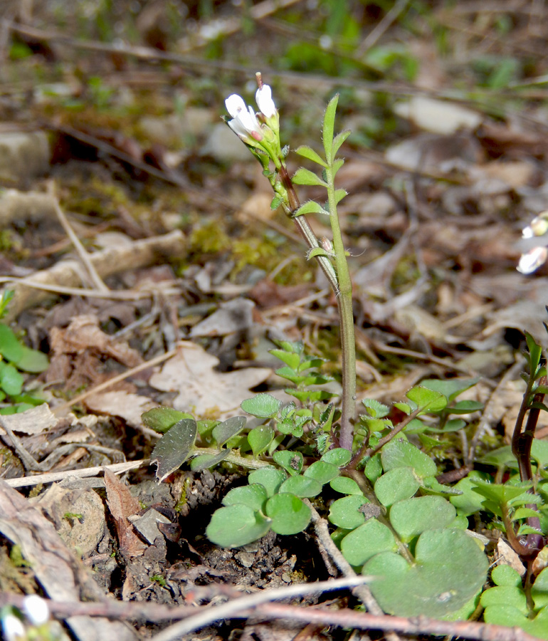 Изображение особи Cardamine hirsuta.