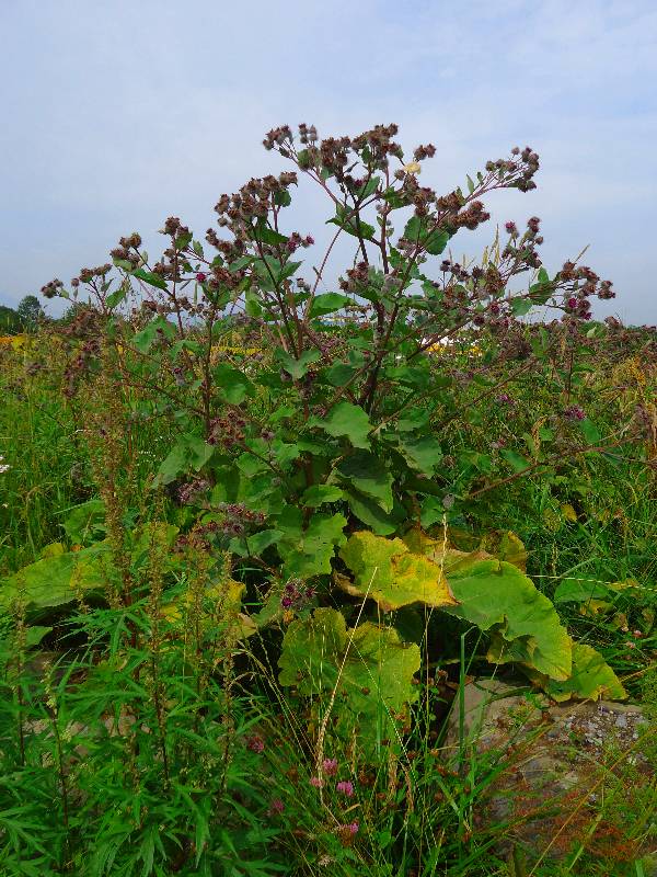 Изображение особи Arctium lappa.