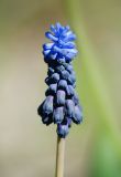 Muscari latifolium. Соцветие. Мурманск, МГГУ, в культуре. 21.05.2016.