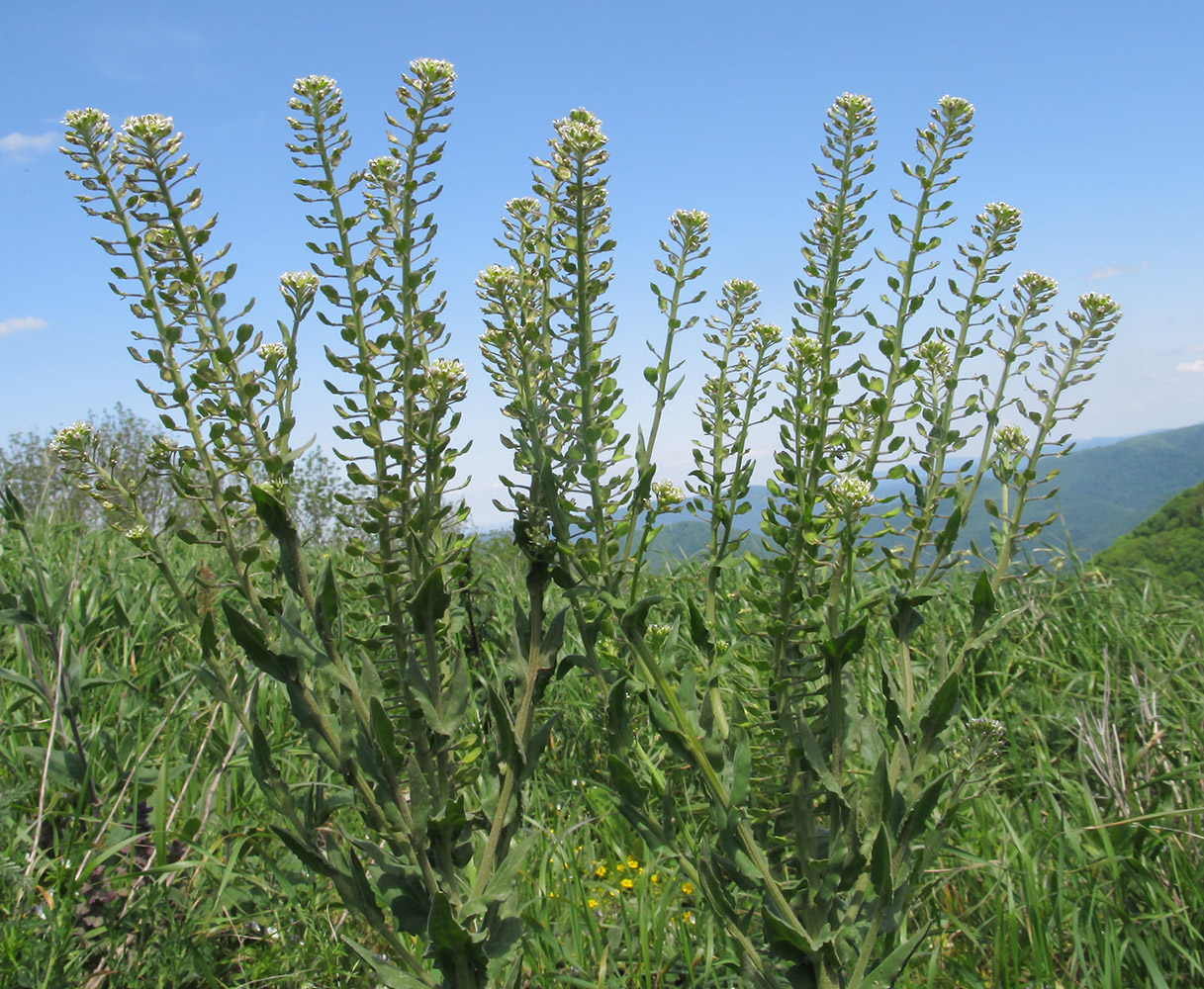 Изображение особи Lepidium campestre.