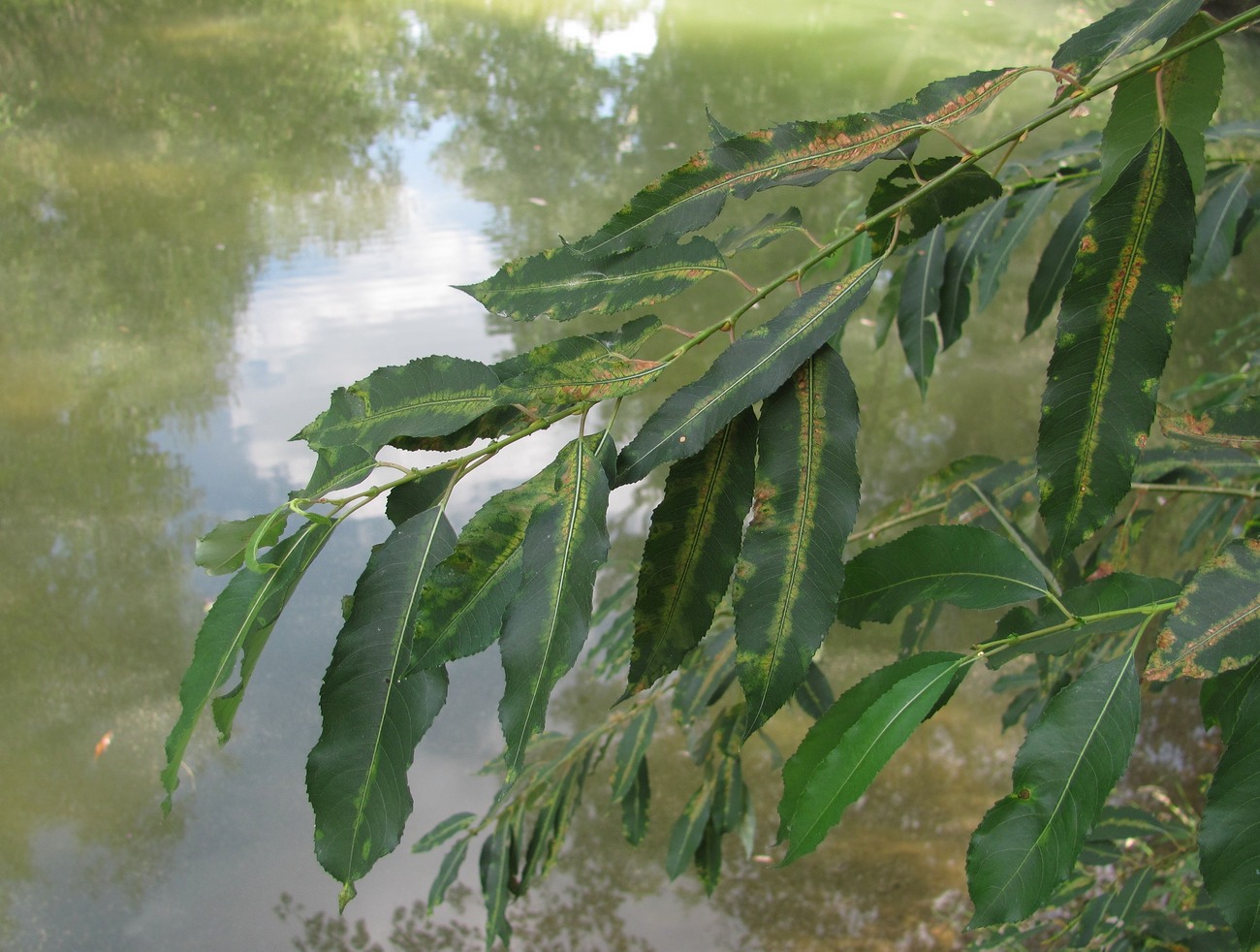 Изображение особи Salix triandra.