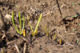 Muscari neglectum. Отрастающие под зиму листья. Краснодарский край, г. Усть-Лабинск, склон правого берега Кубани, останец степной растительности после пала травы. 23.09.2016.