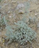 Artemisia lercheana