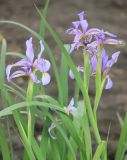 Iris musulmanica