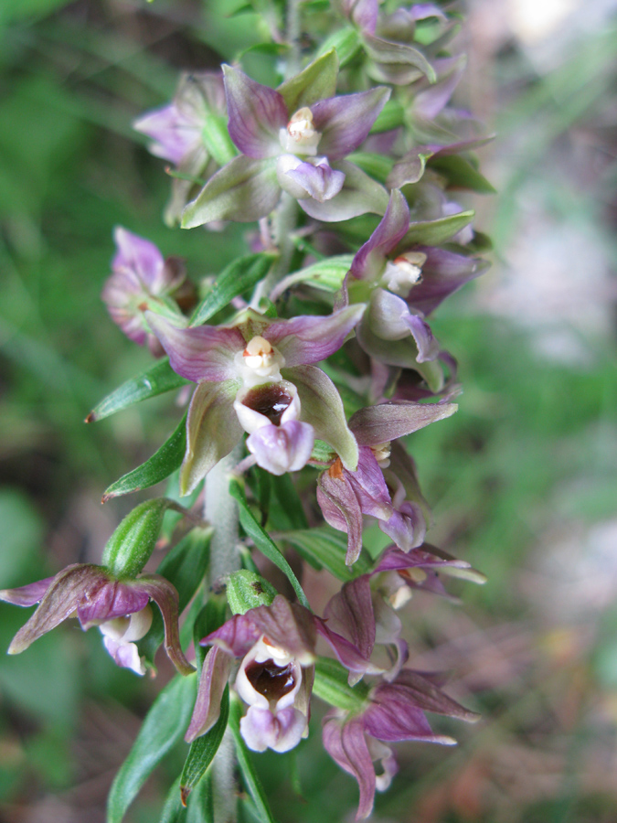 Изображение особи Epipactis helleborine.