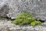 Bryum argenteum. Вегетирующее растение. Кировская обл, г. Кирово-Чепецк, лесопарк, на бетонной конструкции. 17.04.2016.