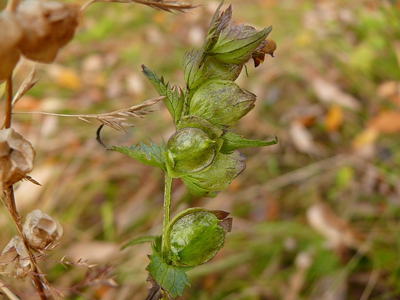 Изображение особи Rhinanthus groenlandicus.