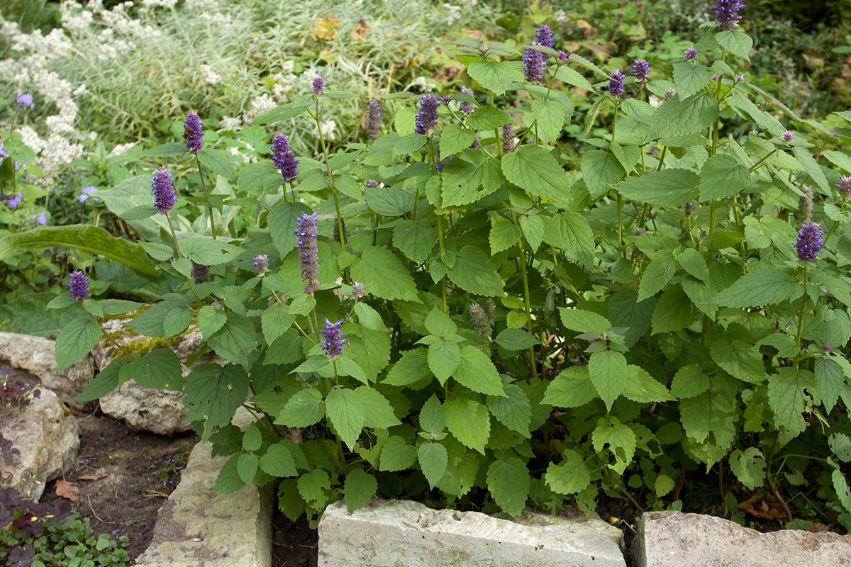 Изображение особи Agastache rugosa.