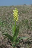 Orchis pallens