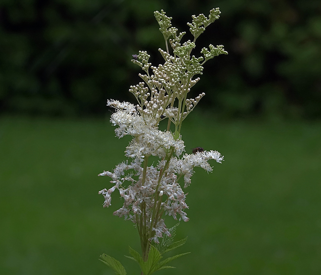 Изображение особи Filipendula ulmaria.