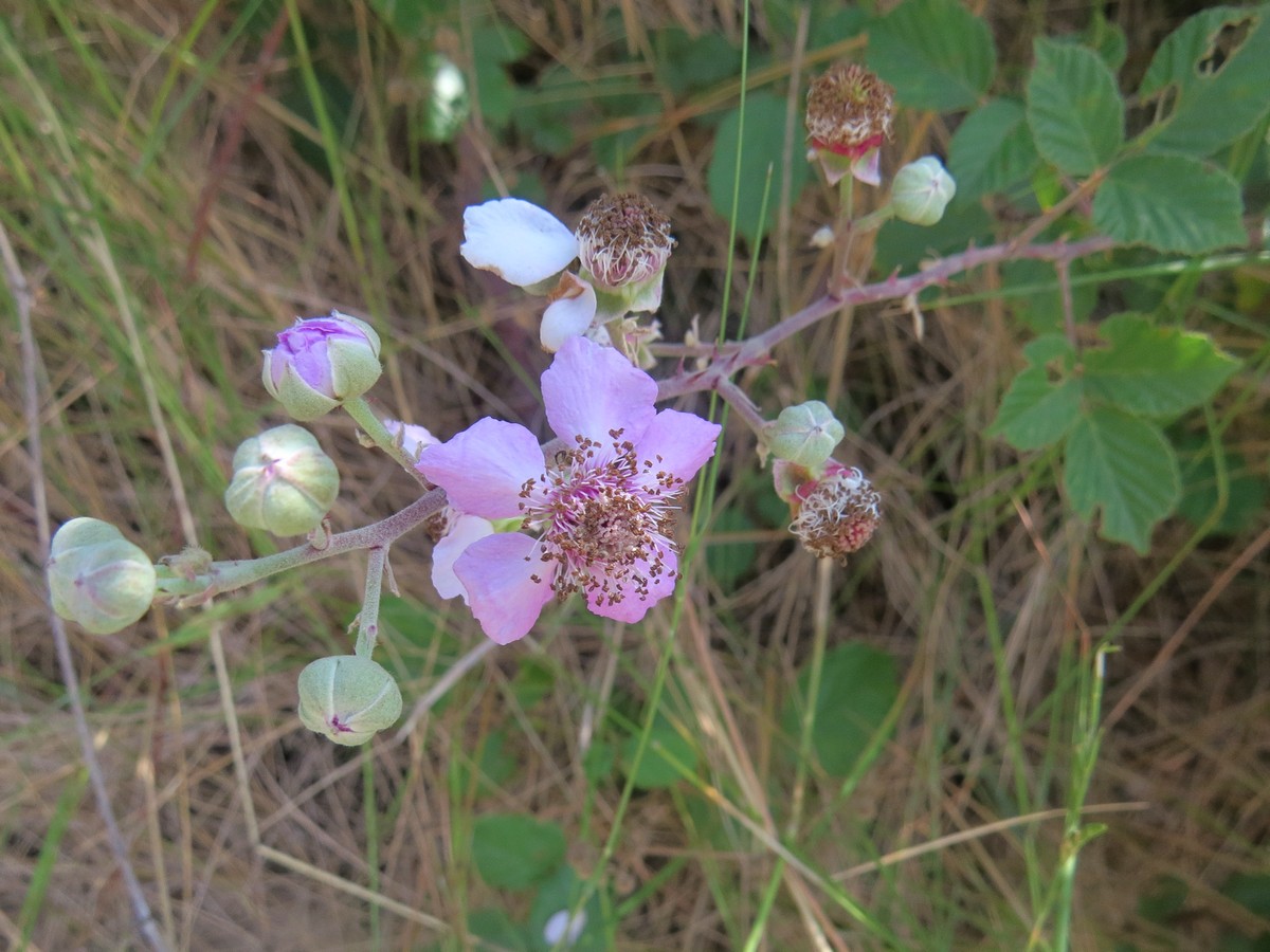 Изображение особи Rubus ulmifolius.
