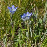 Gentiana kaufmanniana