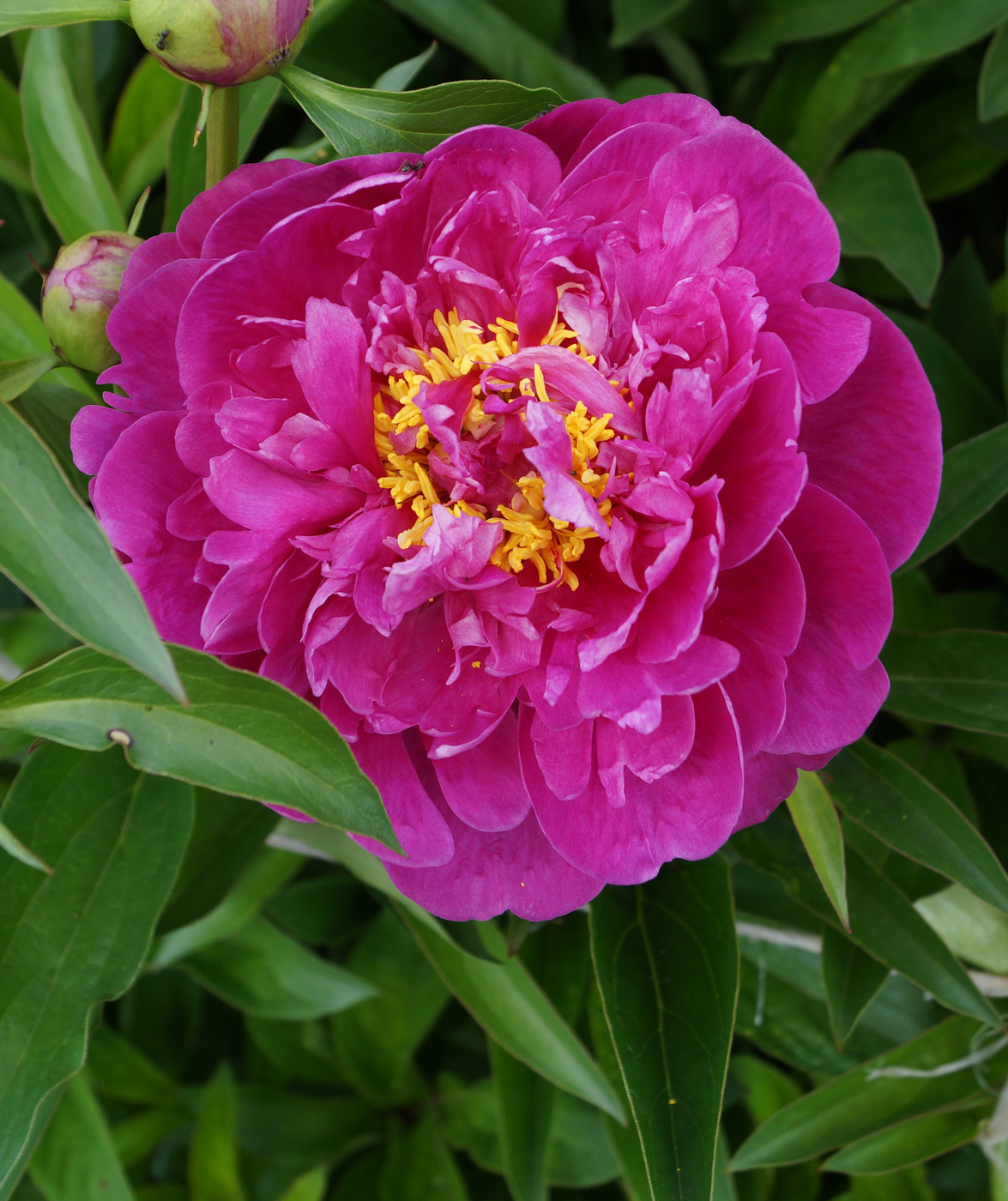 Image of Paeonia lactiflora specimen.