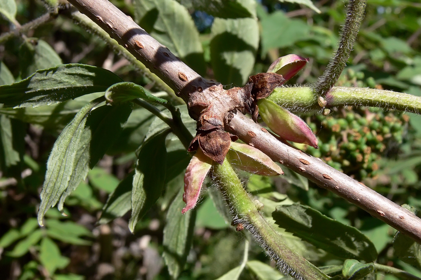 Изображение особи Sambucus sibirica.