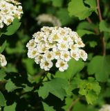 Spiraea trilobata. Соцветие. Восточный Казахстан, г. Усть-Каменогорск, Архитектурно-ландшафтный музей-заповедник, в культуре. 28.05.2017.