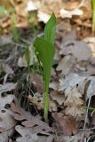 Convallaria majalis