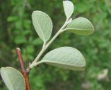 Cotoneaster suavis. Верхушка обломанной ветви с молодым побегом (видны листья снизу). Дагестан, Унцукульский р-н, долина Ирганайского вдхр., ок. 700 м н.у.м., каменистое место. 11.05.2018.