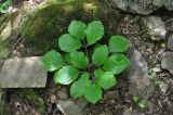 Paeonia caucasica