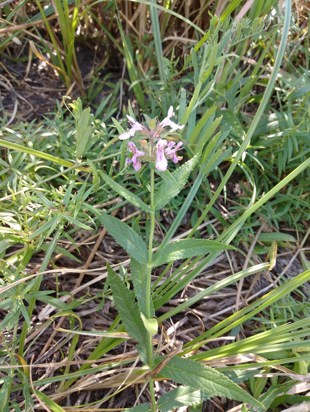 Изображение особи Stachys palustris.