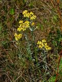 Helichrysum arenarium. Цветущие растения. Московская обл., Шатурский р-н, долина р. Поля, залежь на опушке сосняка. 18.08.2018.