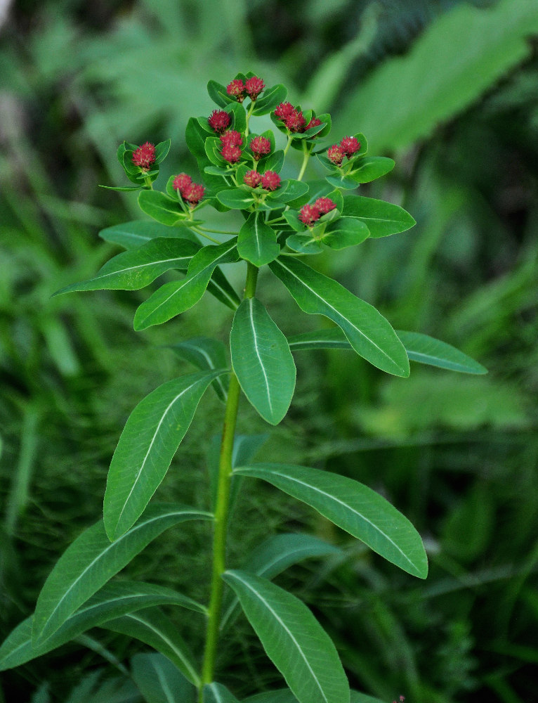 Изображение особи Euphorbia pilosa.