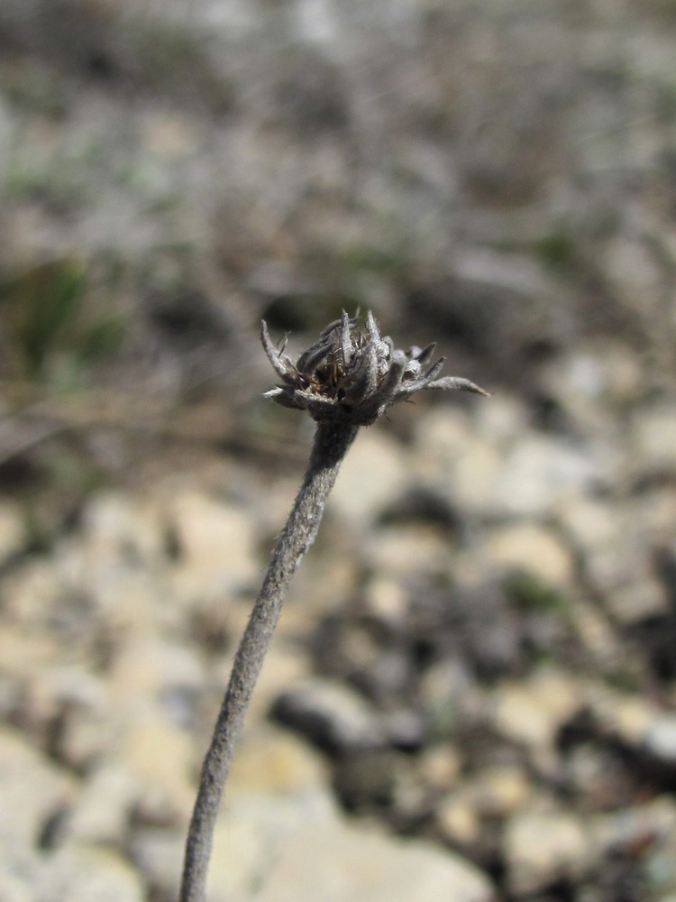 Изображение особи Lomelosia gumbetica.