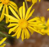 Euryops speciosissimus