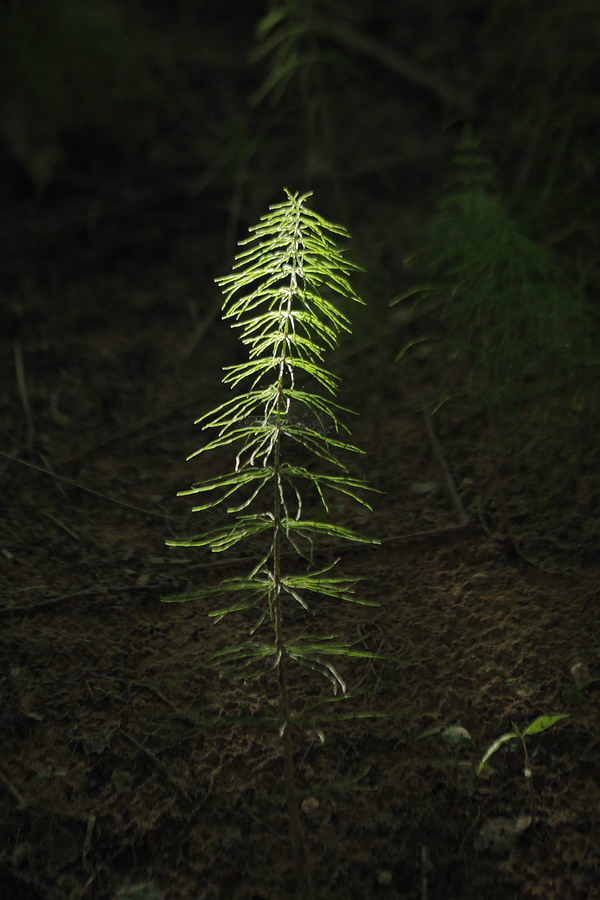 Изображение особи Equisetum pratense.