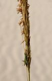 Ammophila arenaria подвид arundinacea. Нижняя половина соцветия с гусеницей. Египет, окр. г. Эль-Дабаа, на дюнах. 27.04.2019.