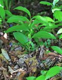 Polygonatum desoulavyi