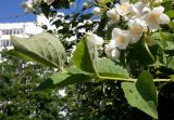 Philadelphus pubescens. Побег (видна нижняя сторона листьев). Тверская обл., г. Тверь, Заволжский р-н, возле частного дома. 23 июня 2020 г.